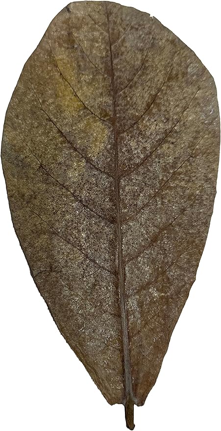 Awesome Aquatic Betta & Shrimp Leaves 30 4"-6" Premium Catappa Indian Almond Leaves Natural Habitat Tannin Producing Improves Immunity, Easy to USE