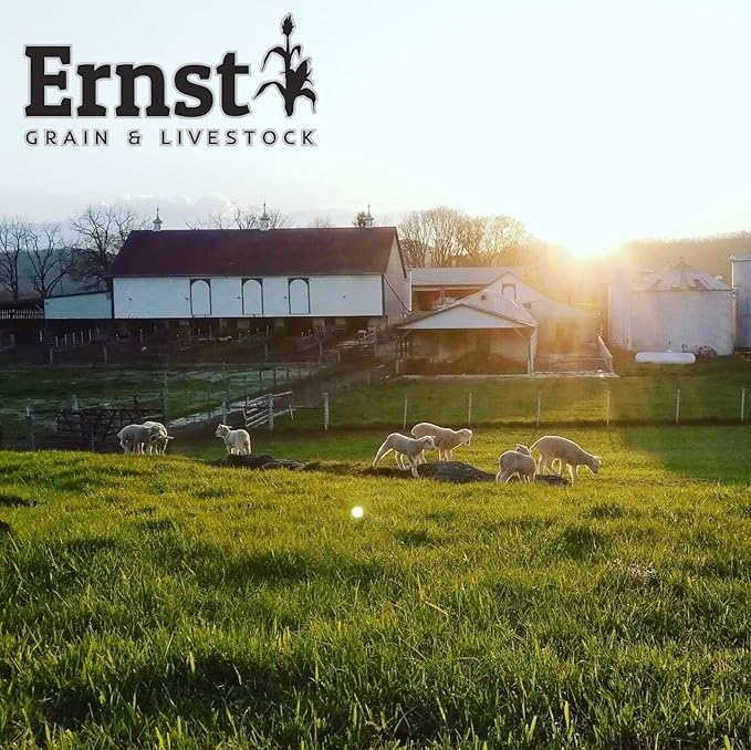 Ernst Grain & Livestock Cracked Corn, Non-GMO – Perfect Feed for Ducks, Squirrels, Chickens, Ducks, Deer, Rabbits, Geese, and More! (46 lb)