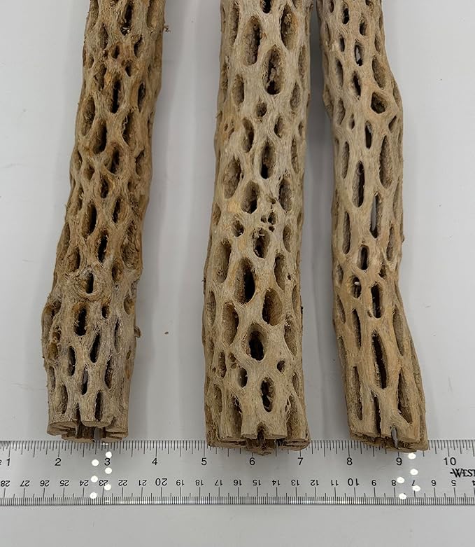 Awesome Aquatic Natural Cholla Wood Tube 12" up to 2" Dried Untreated Hollow Cactus Skeleton Aquariums Shrimp Fish Reptile Terrarium Habitat Decor Teddy Bear Staghorn (XL 12 in x up to 2 in Diameter)