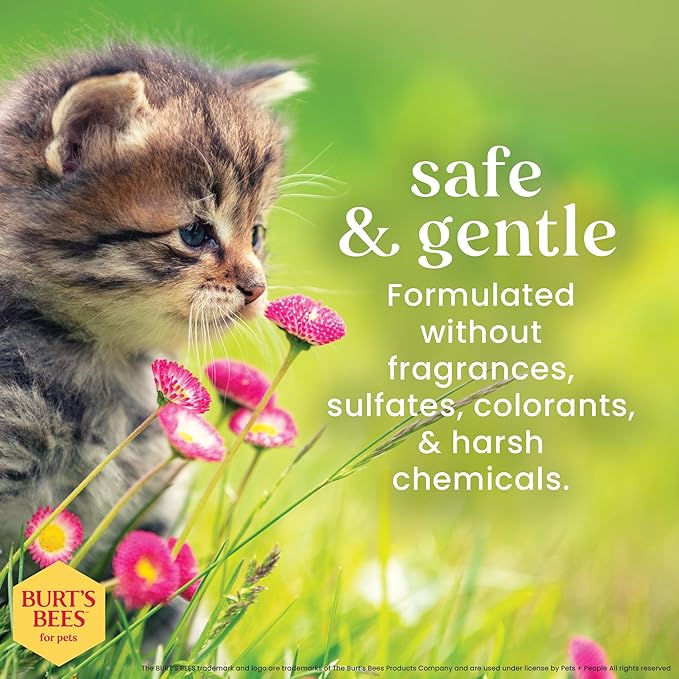 Burt's Bees for Pets Tearless Kitten Shampoo with Buttermilk and Honey, 99% Natural Origin Gentle Cat Shampoo for Sensitive and Itchy Skin, pH Balanced and Fragrance-Free, 10 Fl Oz - 6 Pack