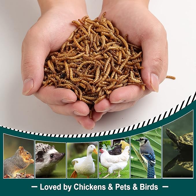 11LB Non-GMO Dried Mealworms, 100% Natural Large Size No Moisture, Mealworms for Chickens, Birds, Hedgehog, Hamster, Fish, Reptile, Turtles