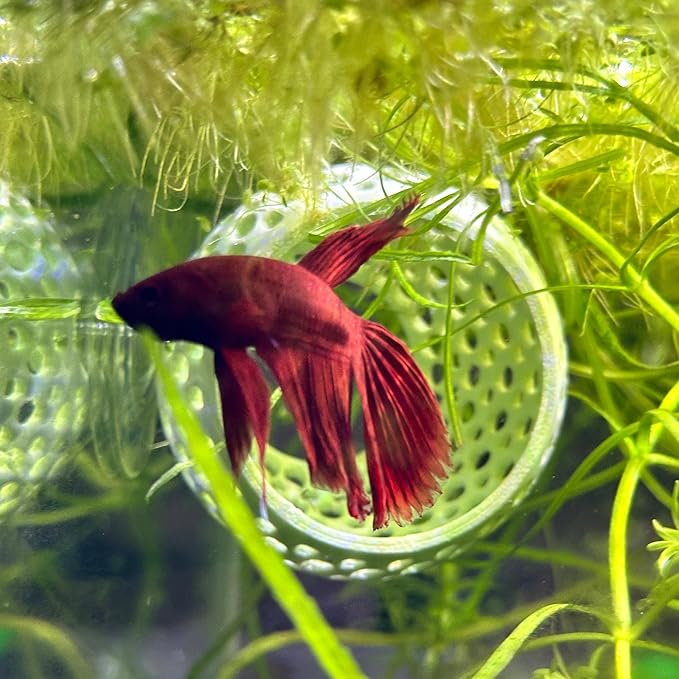 CTWPets Natural Betta Bulb Hide | Betta Rest Fish Tank Ornament | Aquarium Cave with Suction Cup for Small Fish Tank, Betta Habitat, Shrimp Hideout, Aquatic Decor (Forest Green)