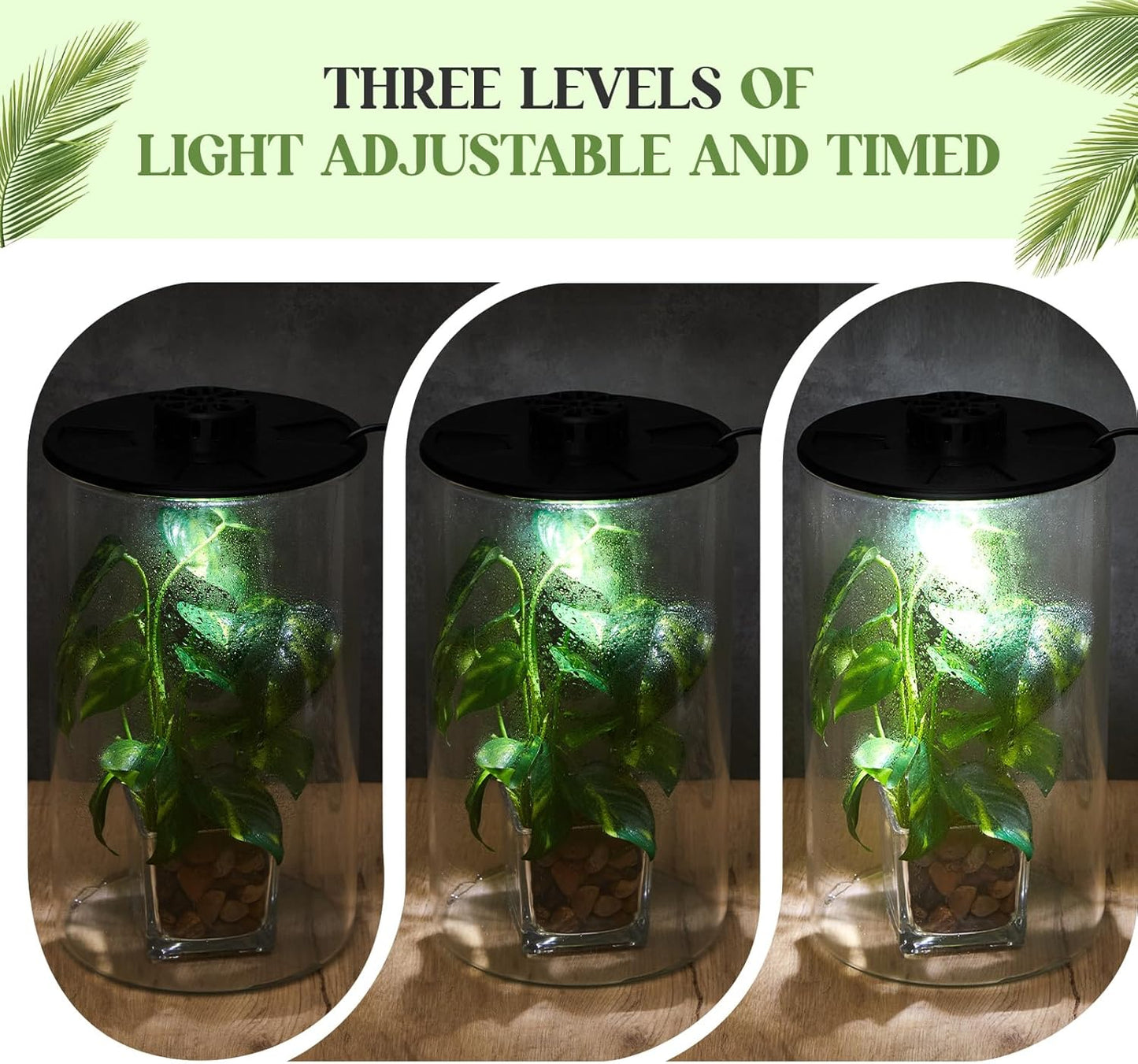 Maxdot Glass Plant Terrarium Kit with Light for Succulent, Moss, Miniature Gardening Landscape, Betta Fish Tank, Office Home Decoration, Plant Lovers Gifts(9.8 x 5.9 Inch)