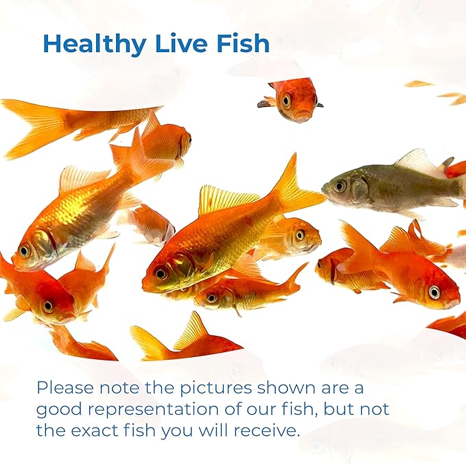 Toledo Goldfish Comet Feeder Goldfish: Live Feeder Goldfish Perfect for Stocking Ponds, Tanks, and Aquariums – 0.75 to 1.5 inches, 25 Fish