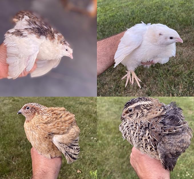20 Large Fertile Hatching Mixed Jumbo Pharoah Coturnix,Jumbo Italian, White Quail Hatching Eggs by Fox Peak Outdoor Supply LLC.