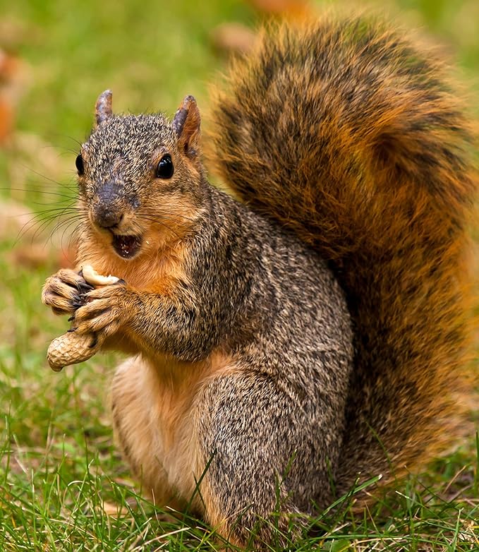 Peanut Pieces – 5 lb Shelled Peanut Pieces Bird Feeder Mix