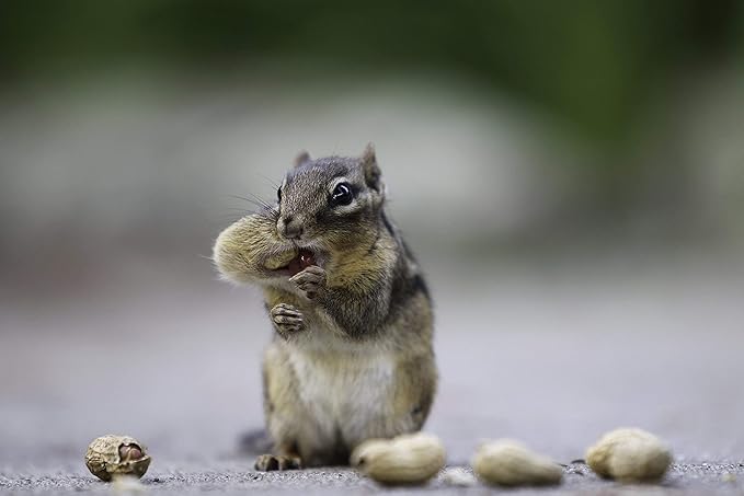 Wakefield Premium Virginia Peanuts In-Shell for Squirrels, Blue Jays & Wildlife - 25 LB Bulk Bag - Hand-Picked, Raw, Unsalted, High Protein Wild Bird & Animal Feed (50 LBS)
