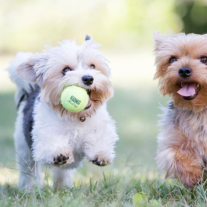 KONG SqueakAir Tennis Balls - Small - 6 Pack - Durable Squeaky Tennis Ball Dog Toy for Fetch, Non-Abrasive Felt, Gentle on Teeth, for Small Breed Dogs