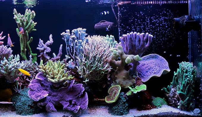 Pacific Plankton - Freeze Dried Small Floating Plankton for All Tropicals, Marines, Corals, Anemones, Koi & Pond Fish, Cichlids, Aquatic Turtles…1.5oz Small Jar