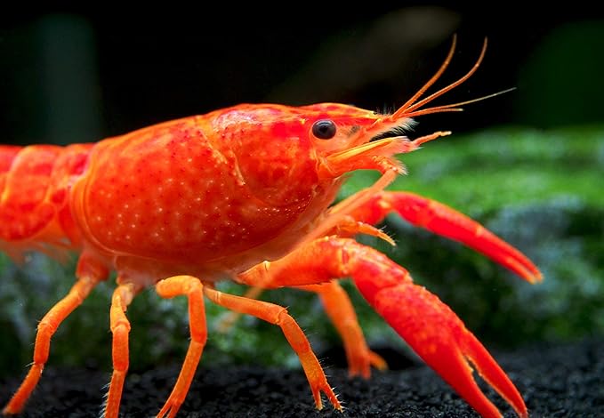Aquatic Arts 1 B-Grade Neon Red Crayfish | Live Freshwater Aquarium Lobster/Crawfish/Crawdad/Real Living Fish Tank Pet