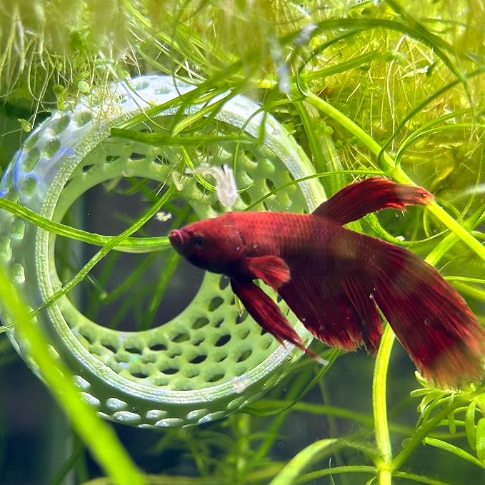 CTWPets Natural Betta Bulb Hide | Betta Rest Fish Tank Ornament | Aquarium Cave with Suction Cup for Small Fish Tank, Betta Habitat, Shrimp Hideout, Aquatic Decor (Transparent)