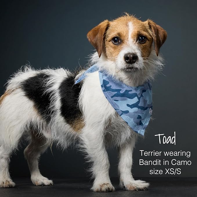 Pet Passion Bandit - THE PET Bandana 100% Organic Cotton Pet Bandanas Clothes for Small, Medium, Large Dogs, 2-Pack Spooky, Medium/Large