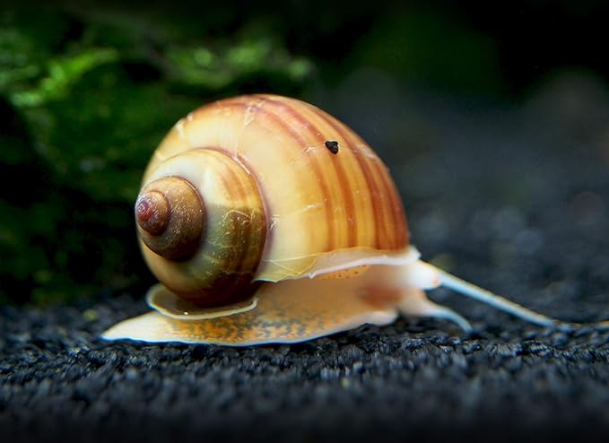 Aquatic Arts 10 Live Albino Mystery Snails | Freshwater Aquarium Species/Real Living Nano Fish Tank Pet | Glass Clearing Snail | Natural Decor