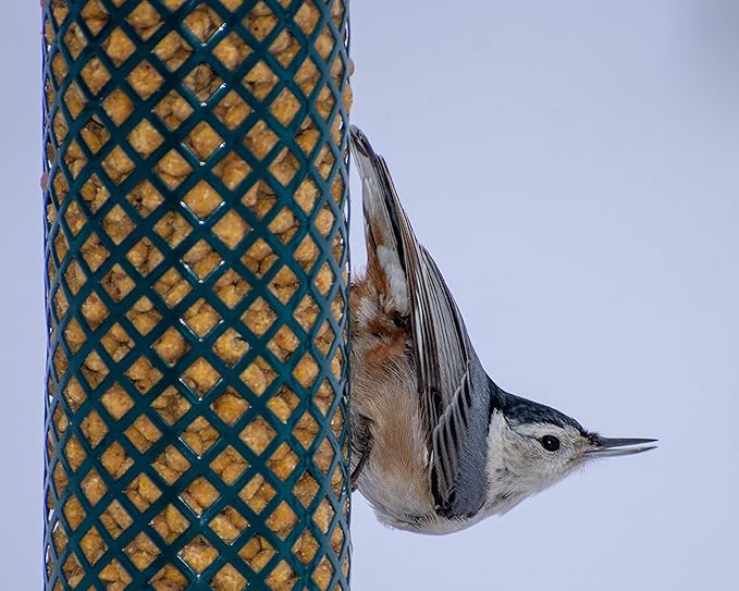 C&S Wild Bird Woodpecker Suet Nuggets Mega Box,8 Pounds,(Pack of 2)