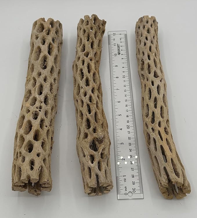 Awesome Aquatic Natural Cholla Wood Tube 12" up to 2" Dried Untreated Hollow Cactus Skeleton Aquariums Shrimp Fish Reptile Terrarium Habitat Decor Teddy Bear Staghorn (XL 12 in x up to 2 in Diameter)