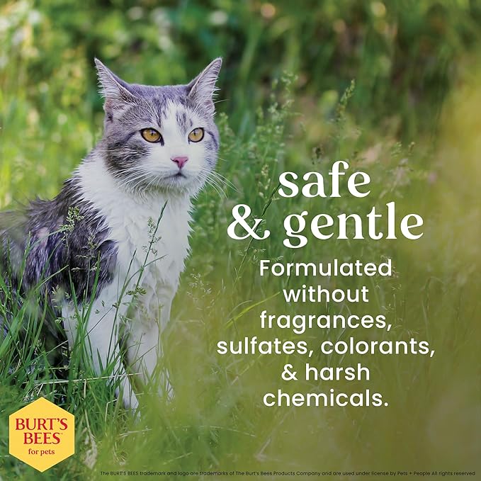 Burt's Bees for Pets Waterless Cat Shampoo Spray, No-Rinse Cat Dry Shampoo with Shea Butter & Honey for Gentle Cleaning Between Baths, pH Balanced, No Harsh Detergents, 10 Fl Oz - 6 Pack