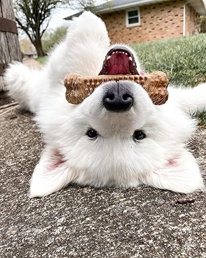 Nylabone Nubz Natural Dog Chew Treats for Large Dogs, Long Lasting Dog Chew Bones Made in the USA, Chicken Flavor Breath Freshener Dental Chews, Large Dog Bones For Dogs Over 30 lbs. (40 Count)