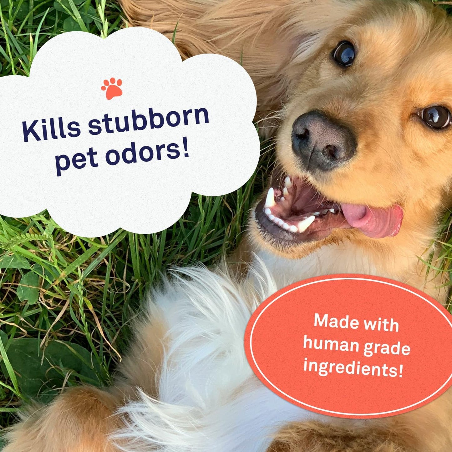 Petpost | Pet Odor Eliminator Spray for Dogs & Cats - Naturally Effective Deodorant and Bad Smell Killer - For Spraying Your Pet or Around the Home 8 oz.