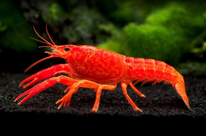 Aquatic Arts 1 Male Neon Red Crayfish | Live Freshwater Aquarium Lobster / Crawfish / Crawdad / Real Living Fish Tank Pet
