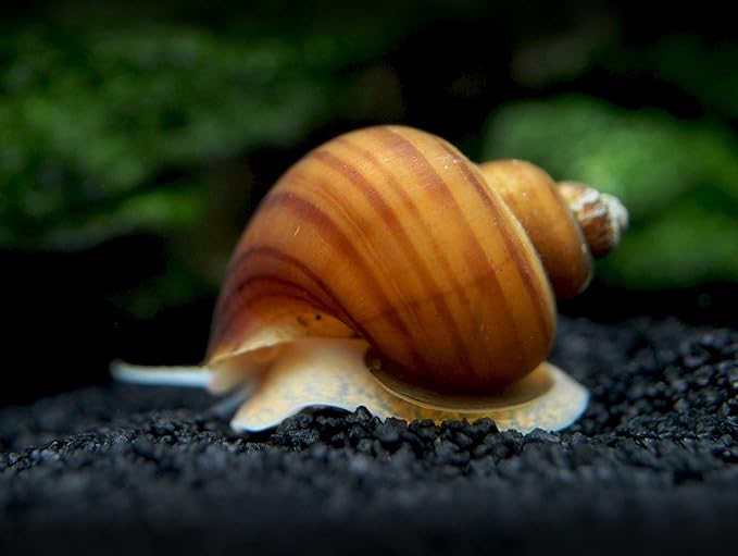 Aquatic Arts 5 Live Albino Mystery Snails | Freshwater Aquarium Scrapers/Real Living Nano Fish Tank Pet | Glass Clearing Snail Decorations