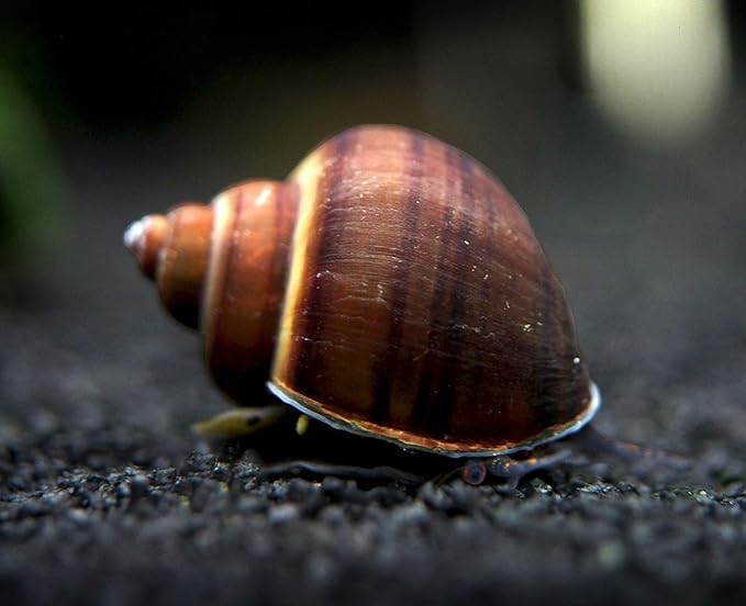 Aquatic Arts 5 Live Black Mystery Snails Freshwater Aquarium Species/Real Living Glass Fish Tank Clearer | Nano Pets/Natural Decorations