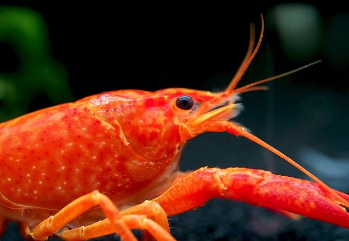 Aquatic Arts 1 Male Neon Red Crayfish | Live Freshwater Aquarium Lobster / Crawfish / Crawdad / Real Living Fish Tank Pet
