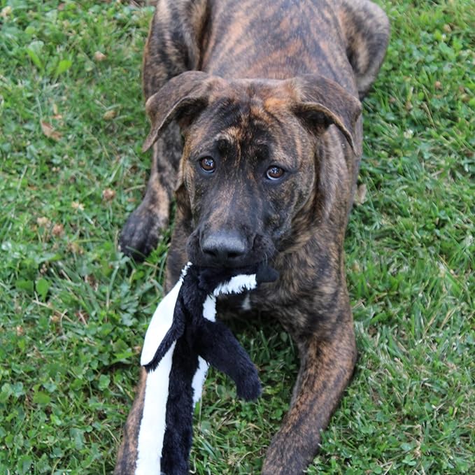 SPOT Skinneeez Stuffing Free Arctic Animal Dog Toy - with Squeaker in Head and Tail, Stuffingless Design is Great for Moderate Chewers, Tug Toy for Small Puppies & Dogs - 15in, Assorted Styles, 1 Toy