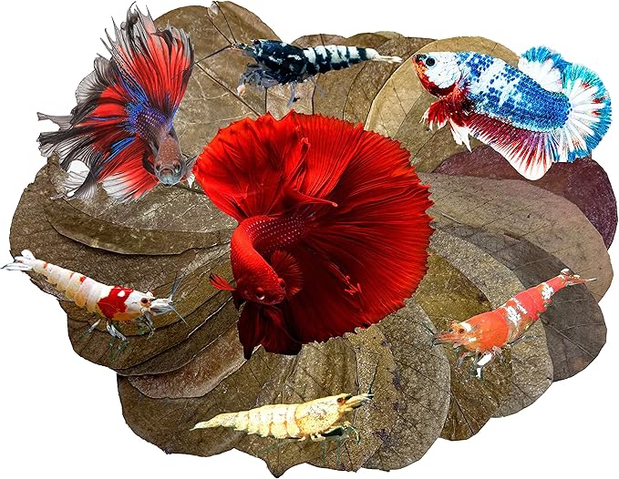 Awesome Aquatic Betta & Shrimp Leaves 30 4"-6" Premium Catappa Indian Almond Leaves Natural Habitat Tannin Producing Improves Immunity, Easy to USE