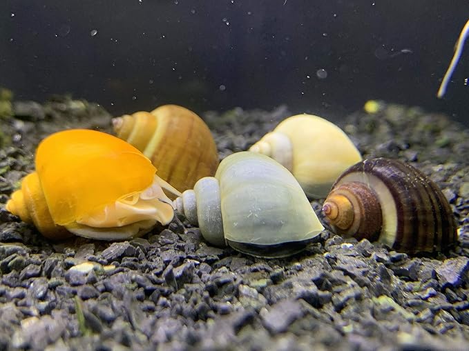 Mystery Snails x3 (Pomacea Bridgesii) Large Mix Pack - Live Freshwater Snails