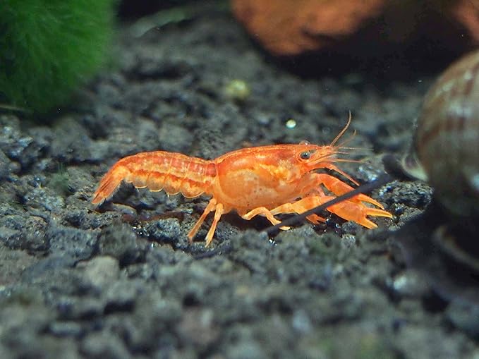 Aquatic Arts - 1 Male CPO Crayfish - Live Freshwater Aquarium Lobster/Crawfish/Crawdad/Real Living Nano Fish Tank Pet