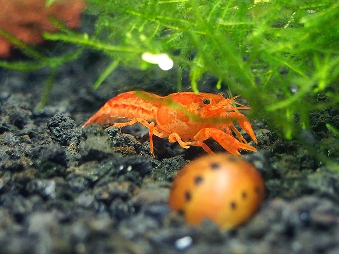 Aquatic Arts - 1 Male CPO Crayfish - Live Freshwater Aquarium Lobster/Crawfish/Crawdad/Real Living Nano Fish Tank Pet