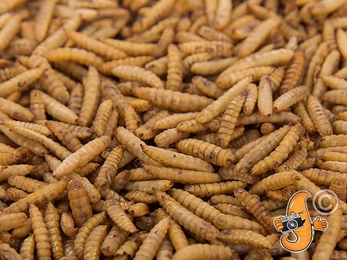 Chubby Dried Black Soldier Fly Larvae | 5 lbs | High Calcium Sustainable Protein Snack for Chickens, Laying Hens, Wild Birds & Reptiles