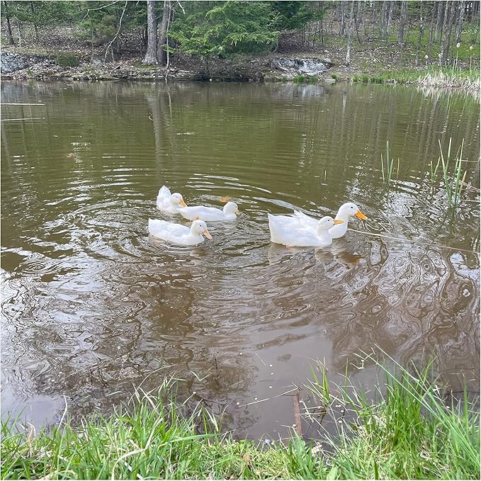 Natural Waterscapes Waterfowl Feed Open Water Diet 40 lb | for Feeding Ducks Geese Swans | Floating Pellets with Niacin for Ducks