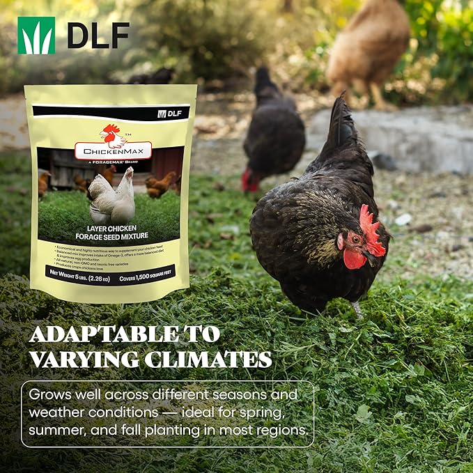 DLF Chicken Max – Forage Seed Mixture for Chickens, Poultry, and Farms – Layer Mix with Clover, Ryegrass, Buckwheat, and Flax – High-Protein Feed for Laying Hens, Chicks, and Coops – 5LB Bag