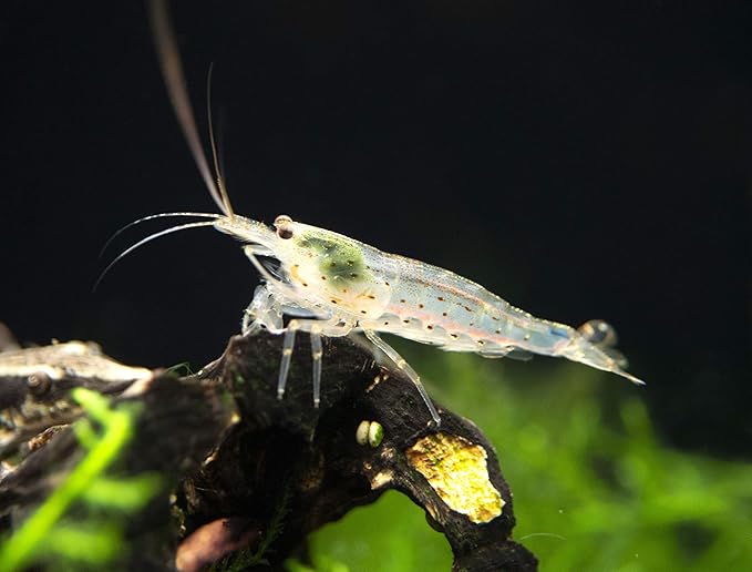 Aquatic Arts 30 Amano Shrimp | Live Freshwater Aquarium Species | Real Living Nano Fish Kit | Natural Glass Clearing Dwarf Caridina | Live Shrimp