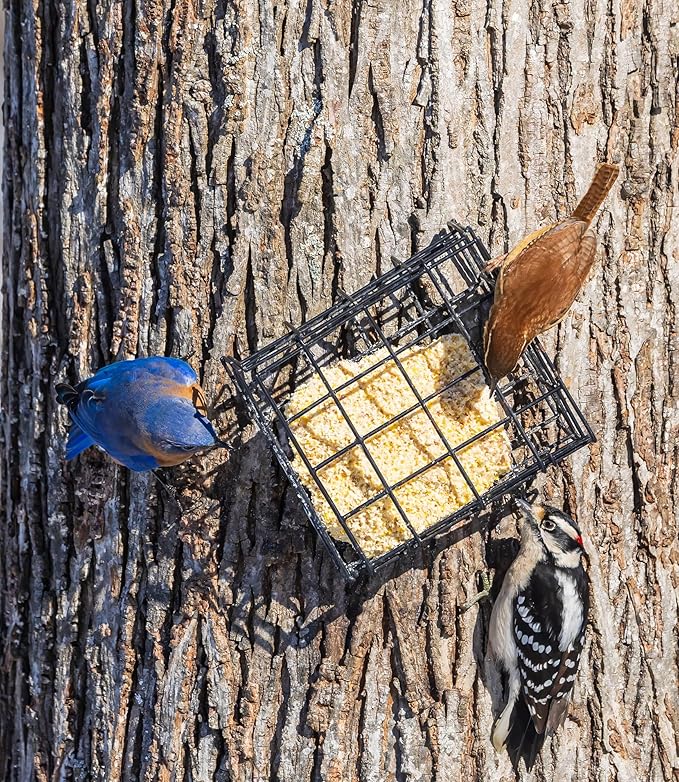 Hi-Energy Wild Bird Suet Cakes – 12 Pack, 12.15 oz Each, No-Melt Formula High Protein & High Fat Suet for Winter Feeding