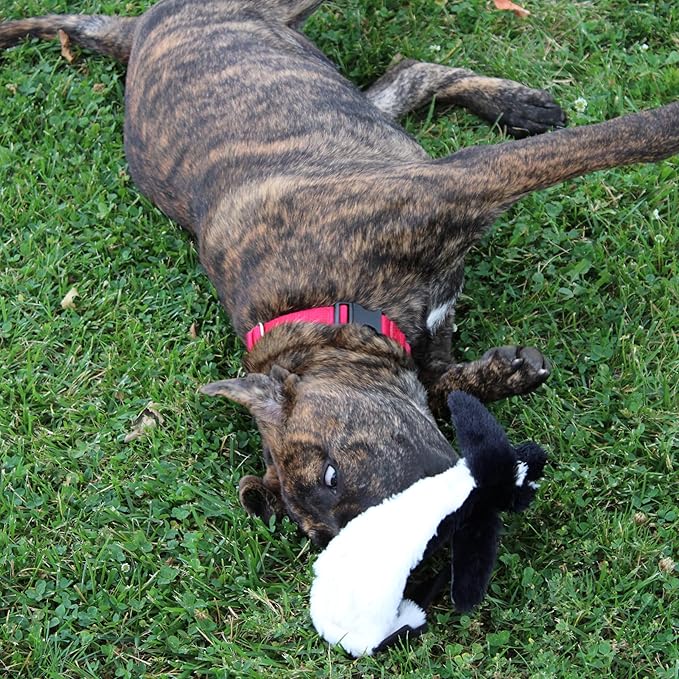 SPOT Skinneeez Stuffing Free Arctic Animal Dog Toy - with Squeaker in Head and Tail, Stuffingless Design is Great for Moderate Chewers, Tug Toy for Small Puppies & Dogs - 15in, Assorted Styles, 1 Toy