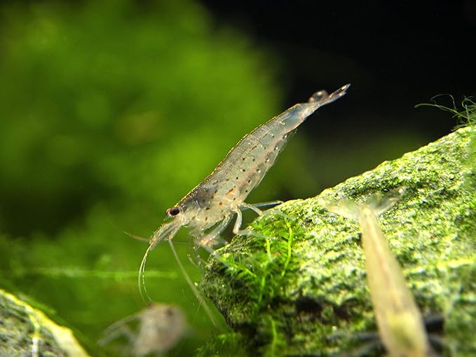 Aquatic Arts 30 Amano Shrimp | Live Freshwater Aquarium Species | Real Living Nano Fish Kit | Natural Glass Clearing Dwarf Caridina | Live Shrimp