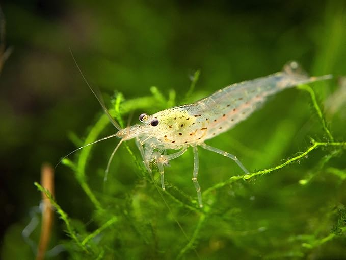 Aquatic Arts 10 Amano Shrimp | Live Freshwater Aquarium Clearer | Real Living Nano Fish Kit | Natural Glass Clearing Dwarf Caridina | Live Shrimp