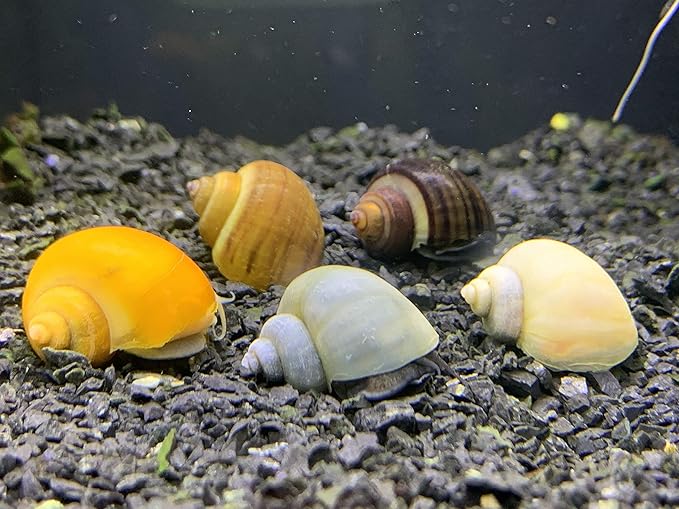 Mystery Snails x3 (Pomacea Bridgesii) Large Mix Pack - Live Freshwater Snails
