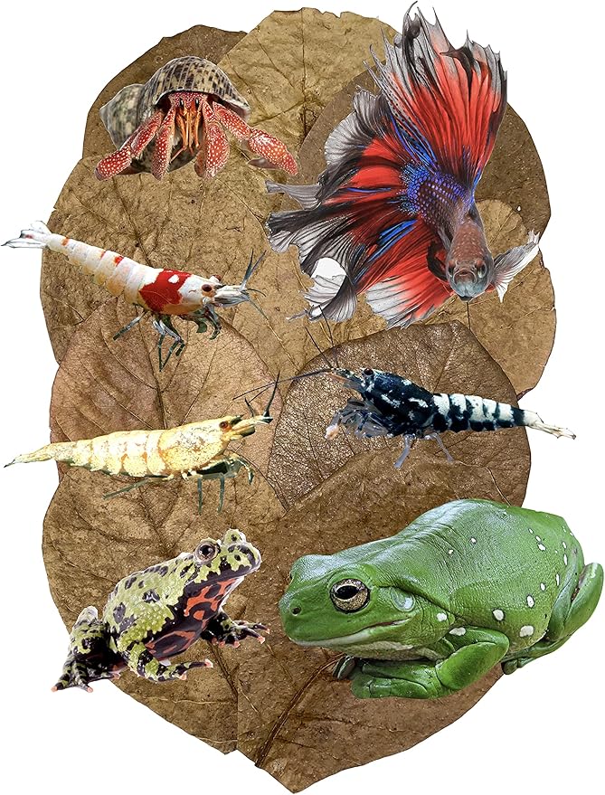 Awesome Aquatic Betta Shrimp Leaves 30 4"-6" Premium Catappa Indian Almond Leaves Aquarium Fish Shrimp Betta Tanks Blackwater Habitat Health Color Natural Habitat Tannin Improves Immunity