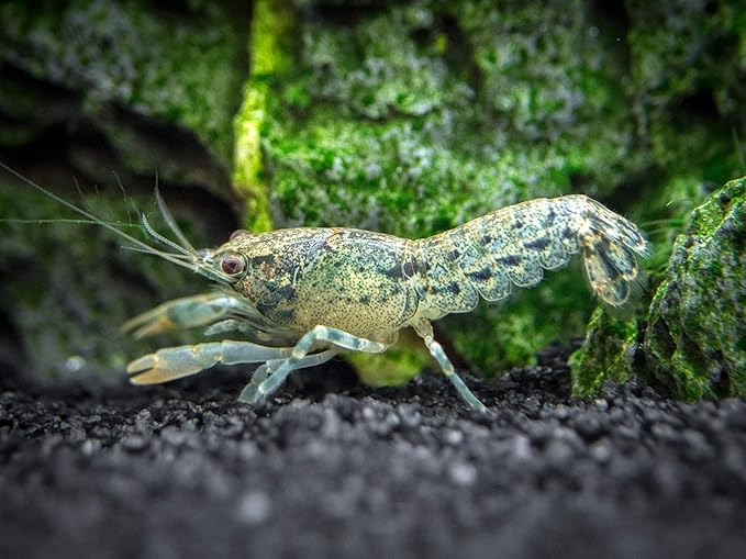 Aquatic Arts - 1 Male Blue Brazos Crayfish - Live Freshwater Aquarium Lobster/Crawfish/Crawdad/Real Living Nano Fish Tank Pet