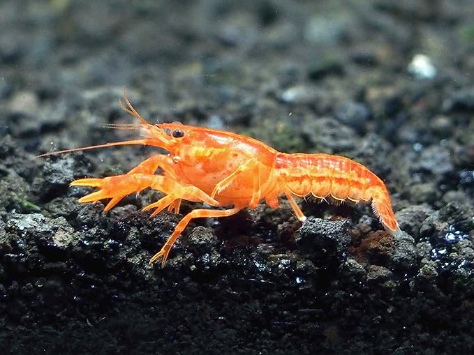 Aquatic Arts - 1 Male CPO Crayfish - Live Freshwater Aquarium Lobster/Crawfish/Crawdad/Real Living Nano Fish Tank Pet