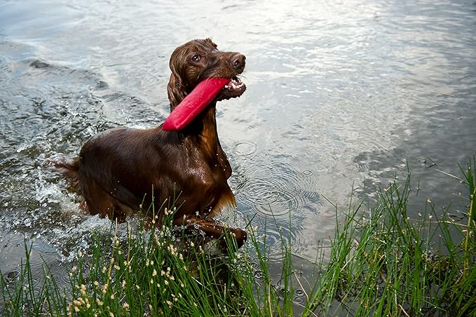 Dingo Cotton tug Toy with Handle, for Catch Retrieving and tug of war, Dog bite Pillow Floating on the Water, Four Colours, L Z30002