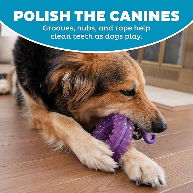 Dental Chew Wheel Dog Toy – Ring & Rope Tug, Multi-Textured, Soft on Teeth, Moderate Chewers, Mint Scented, 9"