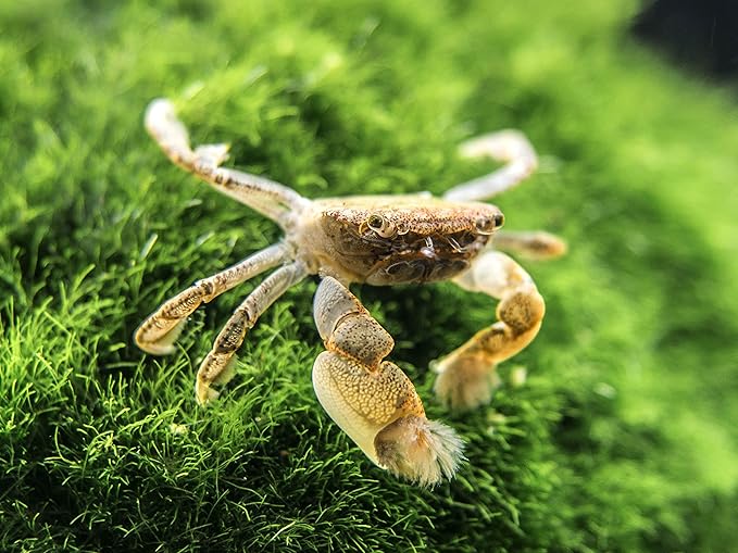 Aquatic Arts 3 Live Freshwater Pom Pom Crabs | Real Living Nano Aquarium Fish Tank Pet | Betta/Danio/Rasbora/Guppy Compatible