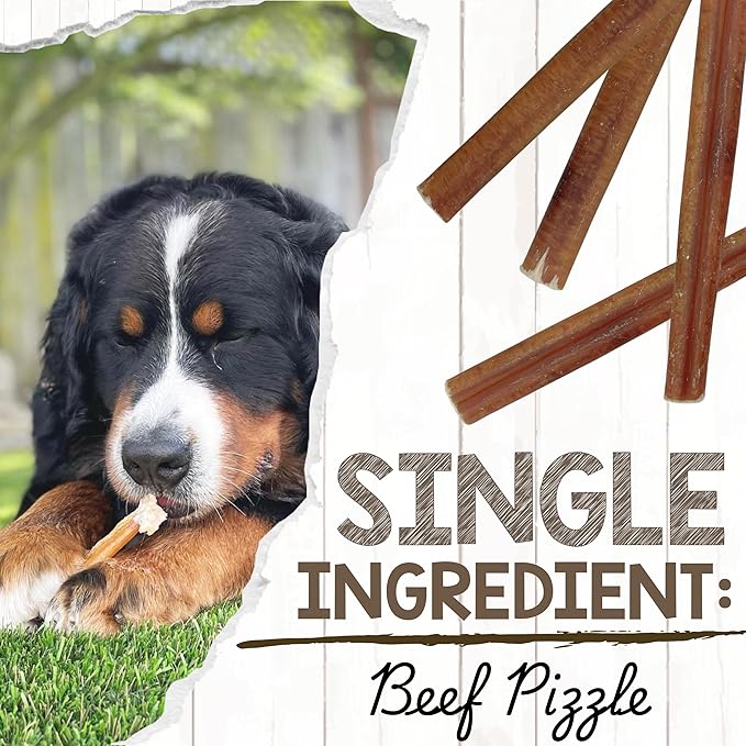 Nature Gnaws Large Bully Sticks for Dogs 5-6" (3 Count) - Thick Long Lasting for Aggressive Chewers and Large Dogs - Natural Beef Dog Chew Bones