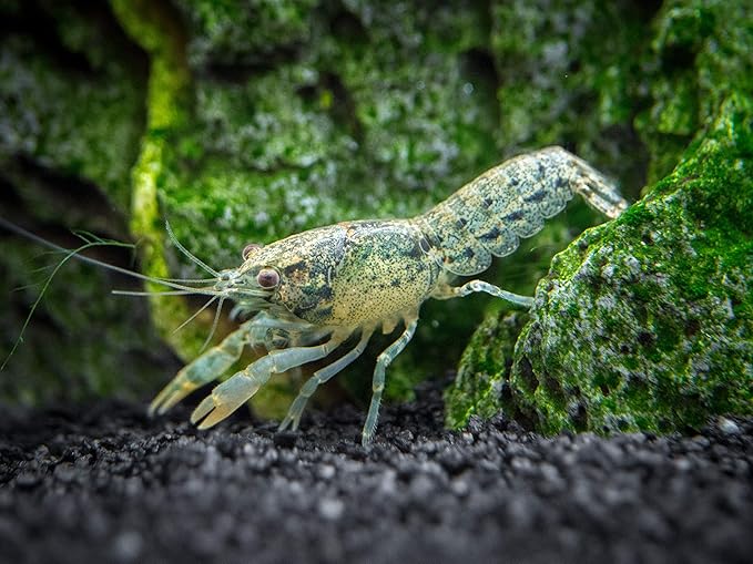 Aquatic Arts - 1 Female Blue Brazos Crayfish - Live Freshwater Aquarium Lobster/Crawfish/Crawdad/Real Living Nano Fish Tank Pet