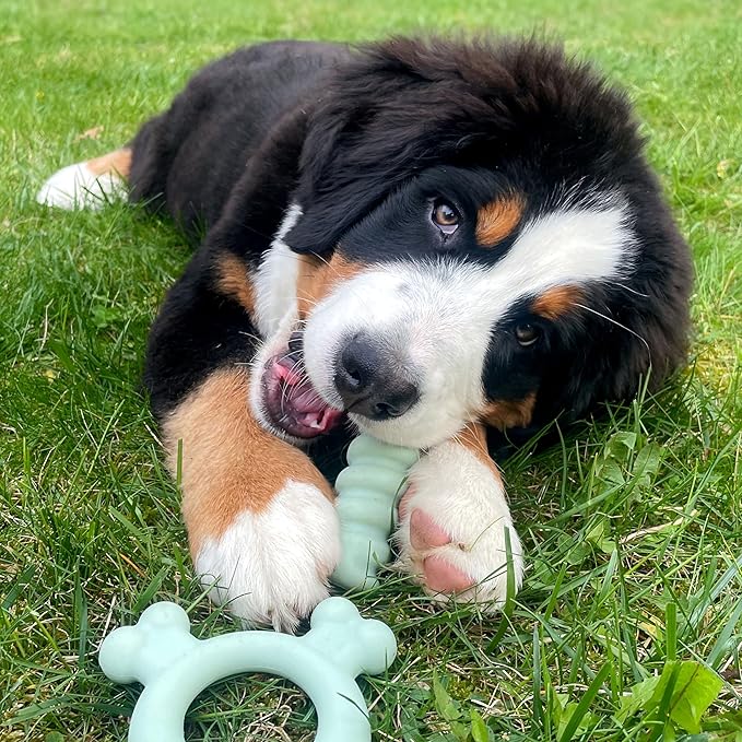 Nylabone Sensory Material Soothing Puppy Chew Toy Ring, Toys for Teething Puppies, Chicken Flavor, Small - Up to 25 lbs, 1 Count
