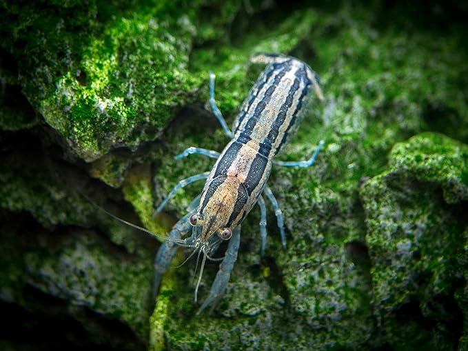 Aquatic Arts - 1 Female Blue Brazos Crayfish - Live Freshwater Aquarium Lobster/Crawfish/Crawdad/Real Living Nano Fish Tank Pet